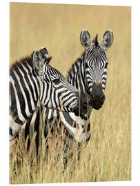 Acrylglasbild  Zebra-Freunde