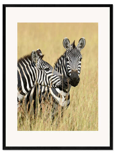 Impresión de arte enmarcada Zebra friendship