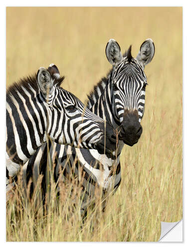 Selvklebende plakat Zebra friendship