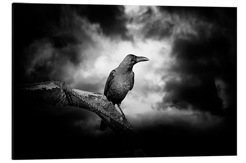 Aluminium print Raven in the moonlight