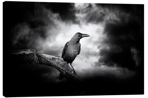 Canvas print Raven in the moonlight