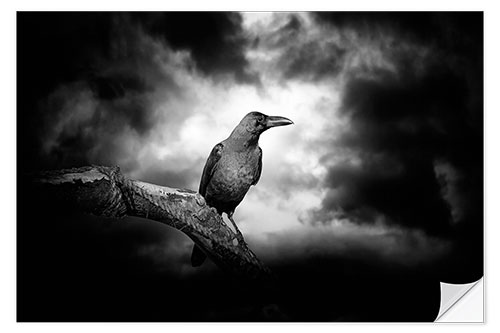 Wall sticker Raven in the moonlight