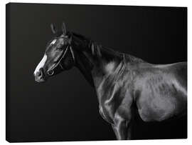Canvas print  Budyonny horse