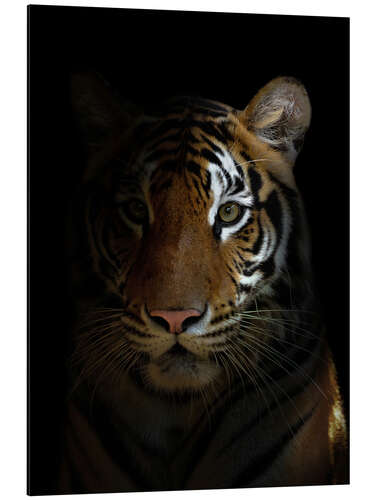 Aluminium print Bengal tiger in the dark night