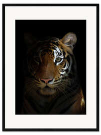 Kehystetty taidepainatus bengal tiger head in the dark night