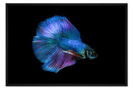 Gerahmter Kunstdruck Blauer Kampffisch
