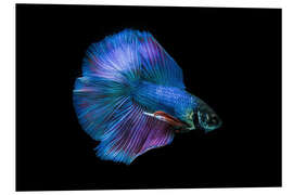 Foam board print Blue Betta