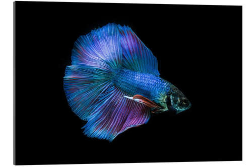 Gallery print Blue Betta