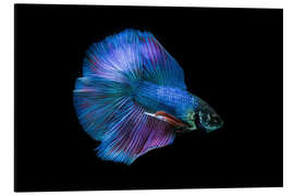 Magnettafel Blauer Kampffisch