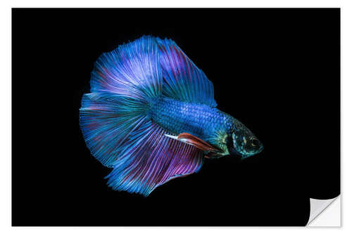 Wall sticker Blue Betta