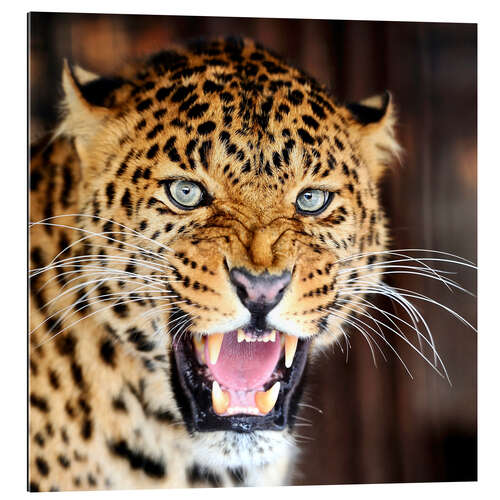 Galleritryck Leopard portrait