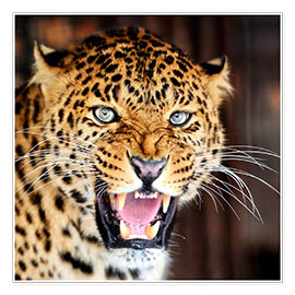 Poster  Leopard portrait