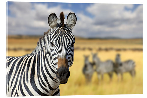 Acrylic print View of zebras