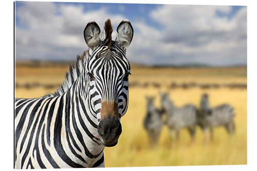 Gallery print View of zebras