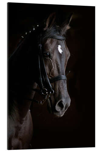 Quadro em plexi-alumínio Dressage horse in profile