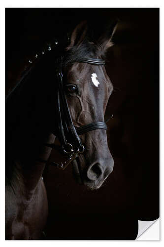 Autocolante decorativo Dressage horse in profile