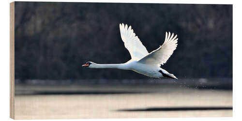 Quadro de madeira Flying Beauty