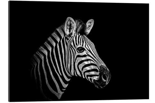 Galleritryck Zebra - close up