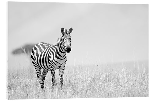 Acrylic print Zebra colt