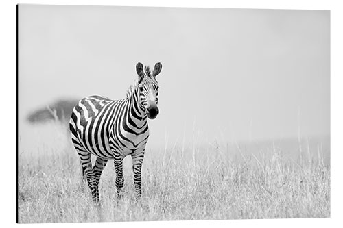 Tableau en aluminium Zebra colt