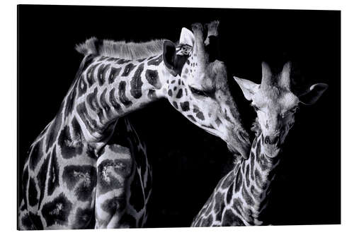 Cuadro de aluminio Mother and child giraffe