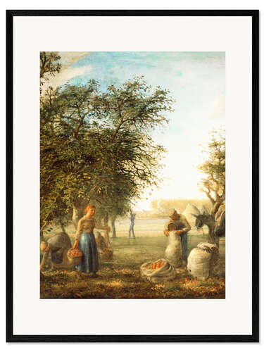Innrammet kunsttrykk Apple harvest