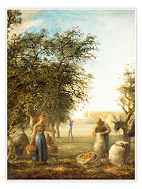 Print  Apple harvest - Jean-François Millet