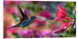 Acrylglasbild  Kolibri mit Lilien