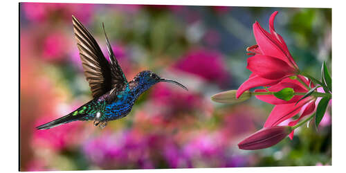 Alubild Kolibri mit Lilien