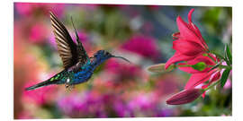 Foam board print Hummingbird (Archilochus Colubris) with lilies