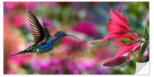 Wall sticker Hummingbird (Archilochus Colubris) with lilies