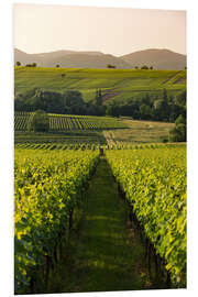 Foam board print Vineyards in the late afternoon, Palatinate