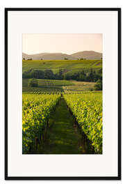 Gerahmter Kunstdruck Weinberge am späteren Nachmittag, Pfalz