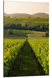 Magnettafel Weinberge am späteren Nachmittag, Pfalz