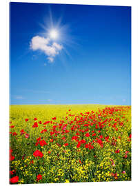 Obraz na szkle akrylowym  Sunny landscape with flowers in a field