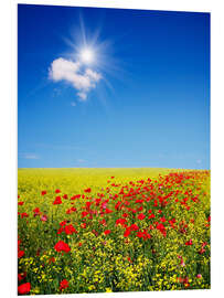 Foam board print Sunny landscape with flowers in a field