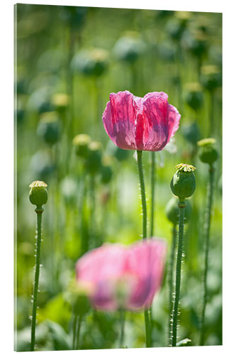 Acrylglasbild Rosafarbener Mohn