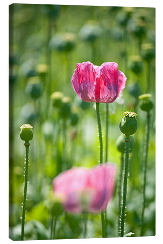 Obraz na płótnie Pink poppy