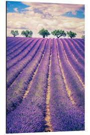 Cuadro de aluminio Campos de lavanda y árboles en la Provenza