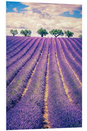 Foam board print Lavender Field with Trees in Provence, France