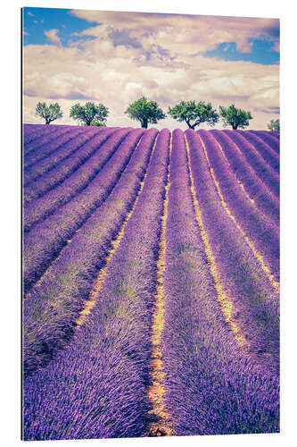 Gallery print Lavender Field with Trees in Provence, France