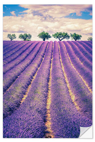 Naklejka na ścianę Lavender field with trees in Provence, France