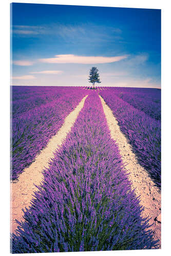 Acrylic print Lavender Field with tree in Provence, France