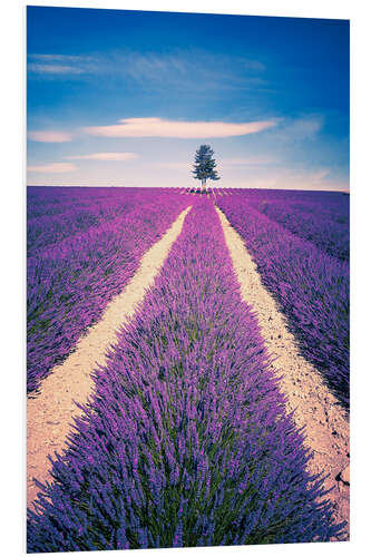 Foam board print Lavender Field with tree in Provence, France