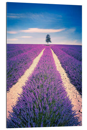 Gallery print Lavender Field with tree in Provence, France