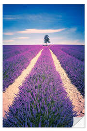 Naklejka na ścianę Lavender Field with tree in Provence, France