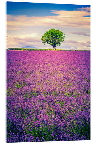 Acrylic print Lavender field with tree in Provence, France