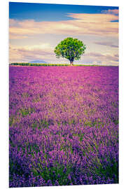 Foam board print Lavender field with tree in Provence, France