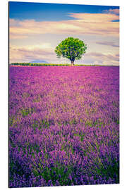 Magnettafel Lavendelfeld mit Baum in der Provence, Frankreich