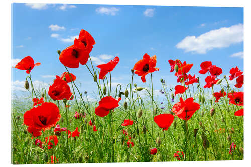 Acrylglasbild Rote Mohnblumen auf der grünen Wiese